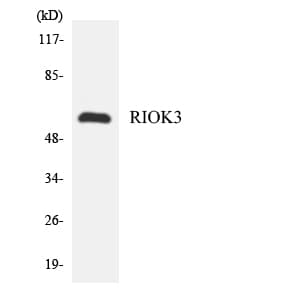 RIOK3 Antibody (aa263-312)