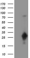 SERPINA5 / PCI Antibody (clone OTI1E3)