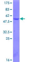 Human SRSF3 / SRP20 Protein (Recombinant GST)
