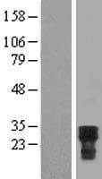 CDC42EP2 Protein (Over-Expression Lysate Myc-DDK (Flag))
