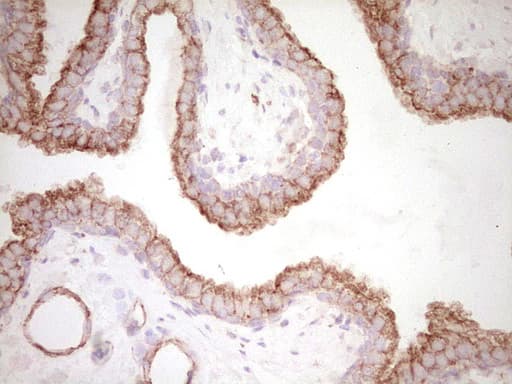 Monoclonal Mouse anti-Human Peripherin Antibody (clone OTI2D5, IHC, WB)