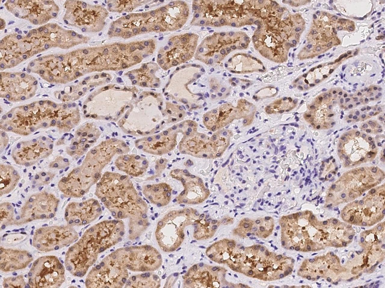 LHX6 Antibody