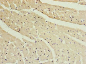 MYLIP / IDOL Antibody