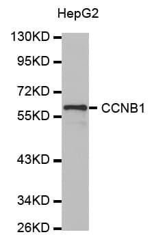 CCNB1 / Cyclin B1 Antibody