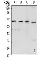GPR48 / LGR4 Antibody