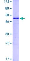 Human GTF2I / TFII I Protein (Recombinant GST)