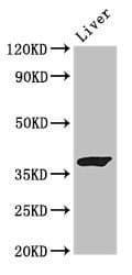 GRAP2 / GRID Antibody