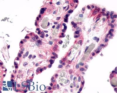 PathPlus™ GPR78 Antibody (C-Terminus)