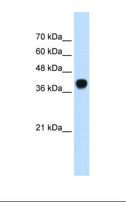 ERG1 / SQLE Antibody (aa451-500)