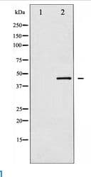CDC37 Antibody