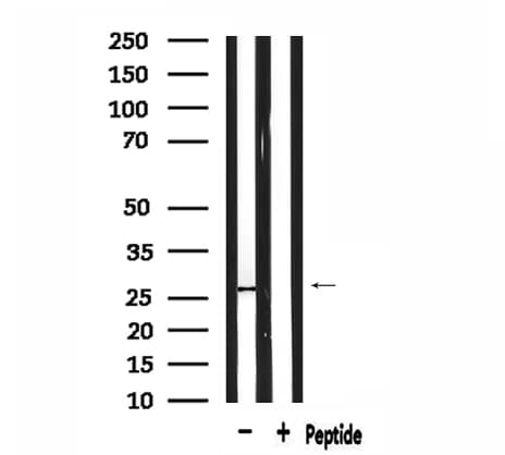 HMG2 / HMGB2 Antibody