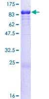 Human LMNB1 / Lamin B1 Protein (Recombinant GST)