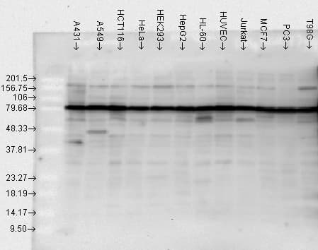 HSP90 / Heat Shock Protein 90 Antibody