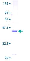 Human SF3B6 / SF3B14 Protein (Recombinant GST)