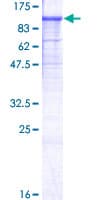 Human NLGN1 / Neuroligin 1 Protein (Recombinant GST)