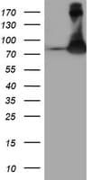 FBXO21 Antibody (clone OTI1E1)