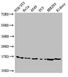 Polyclonal Rabbit anti-Human HIST1H3A Antibody (IF, WB)