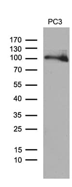NIRF / UHRF2 Antibody (aa1-288, clone OTI4G10, Carrier-free)
