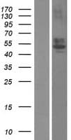RTN4RL1 / NGRH2 Protein (Over-Expression Lysate Myc-DDK (Flag))