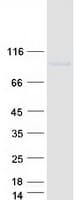 Human RASGRP1 / RASGRP Protein (Recombinant Myc-DDK (Flag))