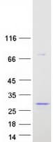 Human BPIFA1 / SPLUNC1 Protein (Recombinant Myc-DDK (Flag))