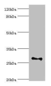 FGF13 Antibody (aa1-245)