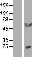 NPEPL1 Protein (Over-Expression Lysate Myc-DDK (Flag))
