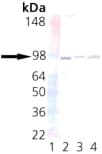 UNC45A Antibody (clone AbS1)