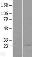 C9orf89 Protein (Over-Expression Lysate Myc-DDK (Flag))