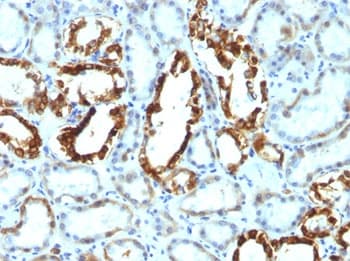 MFGE8 /Lactadherin Antibody (clone SPM291)