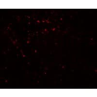 IHC-plus™ EPLIN Antibody