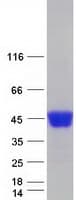 Human NEU1 / NEU Protein (Recombinant Myc-DDK (Flag))