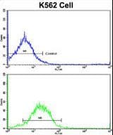 Polyclonal Rabbit anti-Human IFNAR1 / IFNAR Antibody (aa162-188, IHC, WB)