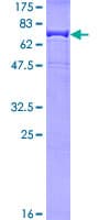 Human IGHG1 / IgG Protein (Recombinant GST)