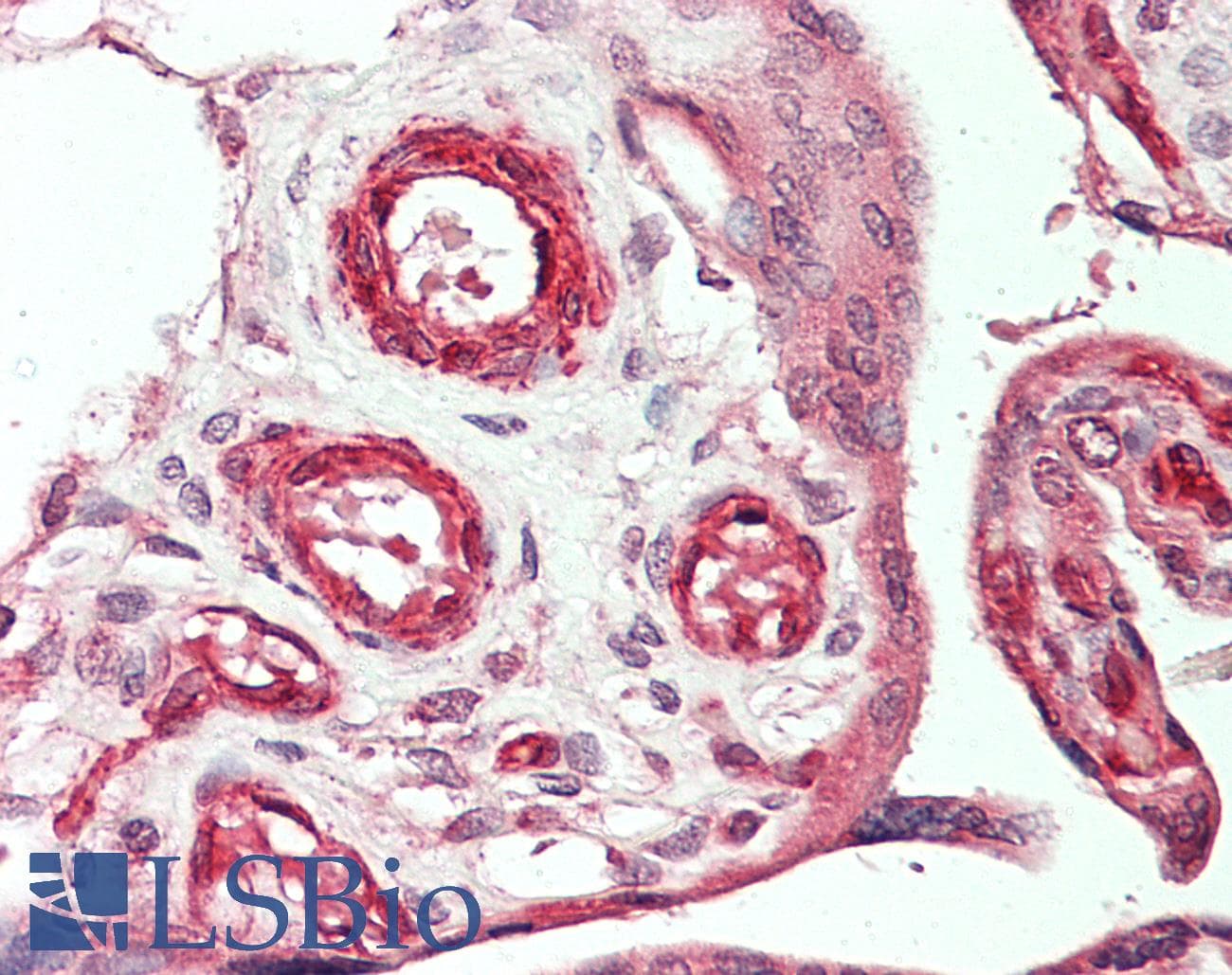 VEGFC Antibody (FITC)