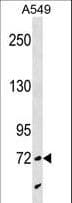 SYTL4 / Granuphilin Antibody (aa5-34)