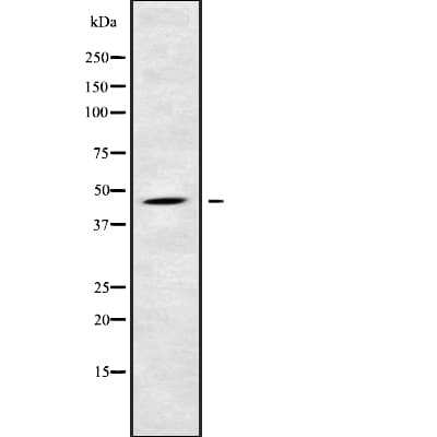 NKAP Antibody
