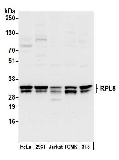 RPL8 / Ribosomal Protein L8 Antibody (aa100-150)