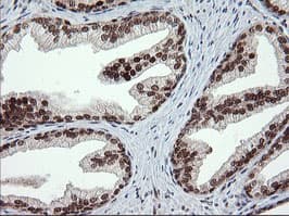 TRMT2A Antibody (clone OTI1H8, Carrier-free)