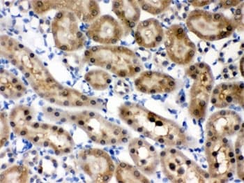 HINT / HINT1 Antibody