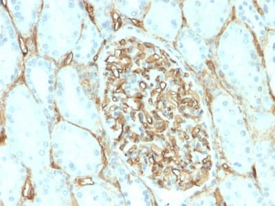 CD34 Antibody (clone HPCA1/2598R, Azide-free, Carrier-free)