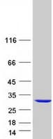 Human EIF4H Protein (Recombinant Myc-DDK (Flag))