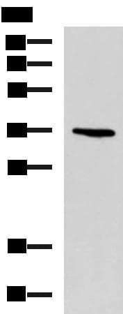 BDNF Antibody