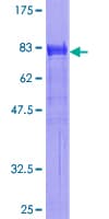 Human SH2B1 Protein (Recombinant GST)
