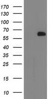 Monoclonal Mouse anti-Human OGFOD1 Antibody (clone OTI1G6, WB)