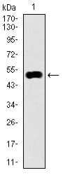 KEAP1 Antibody (clone 7G4B10)