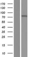 ZNF792 Protein (Over-Expression Lysate Myc-DDK (Flag))