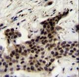 UBXD4 / UBXN2A Antibody (aa166-195)