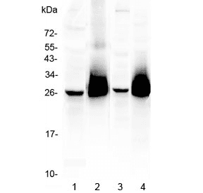 THY1 / CD90 Antibody