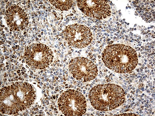 ATP5I Antibody (clone OTI1E6)